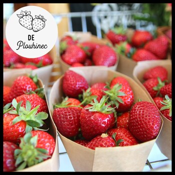 De délicieuses fraises de Plouhinec 🍓🍓🍓

Locales, bio, en pleine terre et délicieuses ! Le plus dur, ça va être de ne pas tout manger de suite 

#fraise #fraisebio #pleineterre #fruitdesaison #fruitfrais #plouhinec #morbihan  #bio #local #epiceriedequartier #breizhenbouche #epiceriebretonne